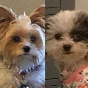 Meet your Posher, Donna